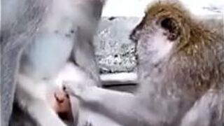 Обезьяна смешная - порно видео